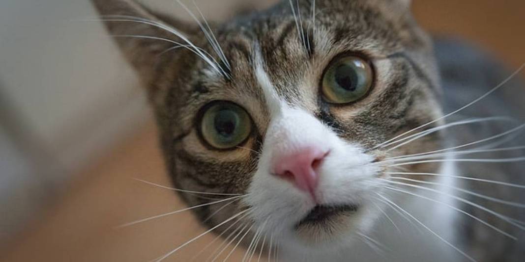 Kediler neden uzun süre aynı noktaya bakar? Bu davranışın olası nedenleri ortaya çıktı! 1